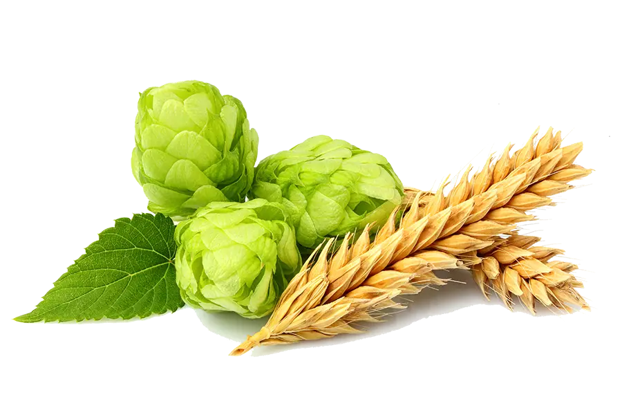 Barley and hops are primary beer ingredients